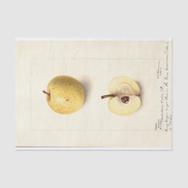 Papel De Seda A Maçã Perdida  (Frente )