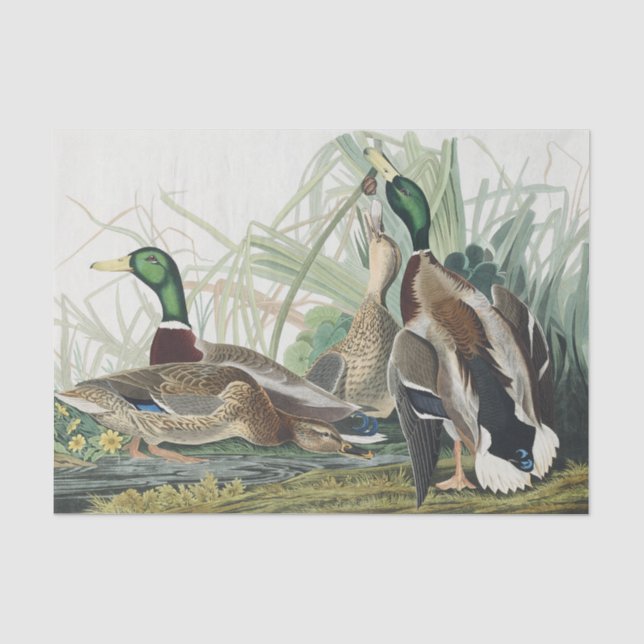 Papel De Seda A pintura de pássaro de Audubon, Pato de Mallard (Frente )