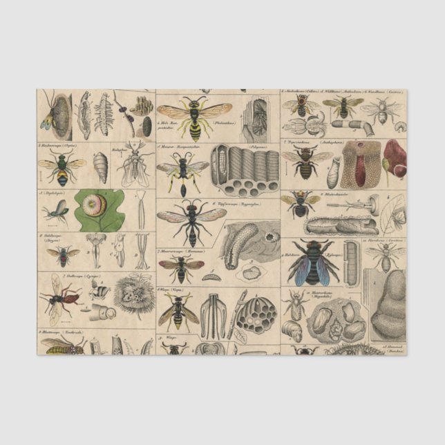 Papel De Seda Abelhas De Inseto Insetos Vaza História Natural (Frente )