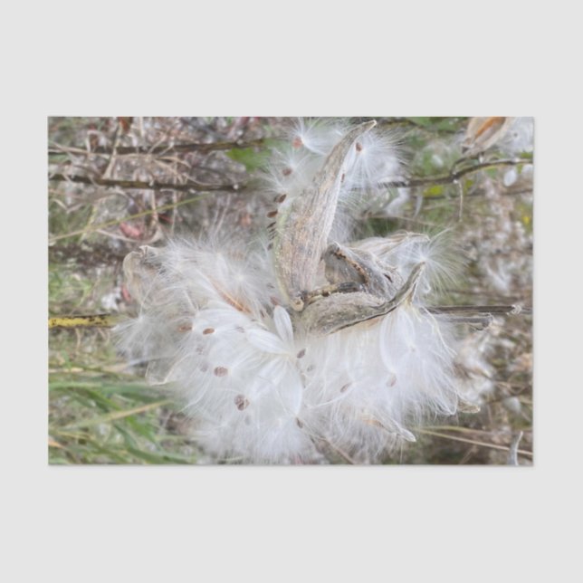 Papel De Seda Abra Milkweed Pods | Sementes de Seda | (Frente )
