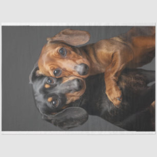 Papel De Seda Abraçamento de cães Dachshund Decoupage 2