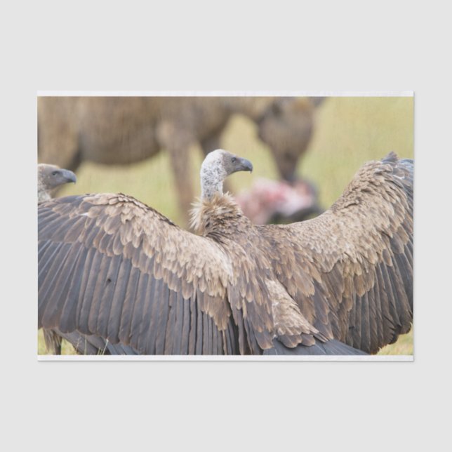 Papel De Seda Abutre e Hyena (Frente )