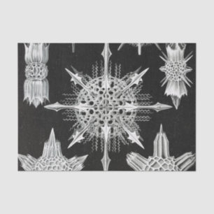 Papel De Seda Acanthophracta, Wunderstrahlinge Aquatic Animal