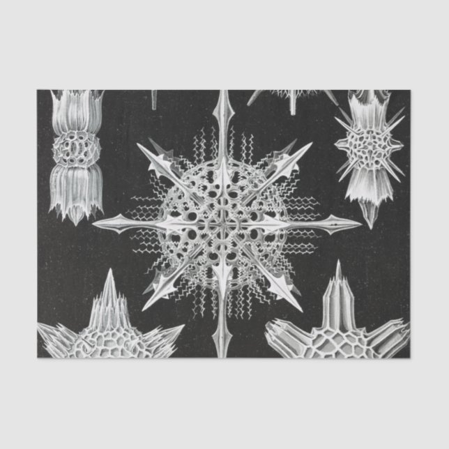 Papel De Seda Acanthophracta, Wunderstrahlinge Aquatic Animal (Frente )