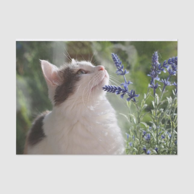 Papel De Seda Adorável Kitten No Jardim (Frente )