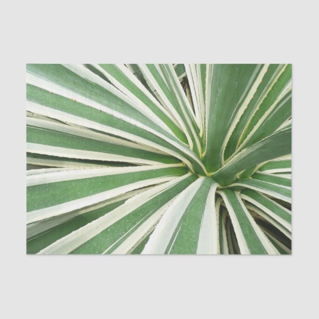 Papel De Seda Agave Plant Green e White Strike (Frente )