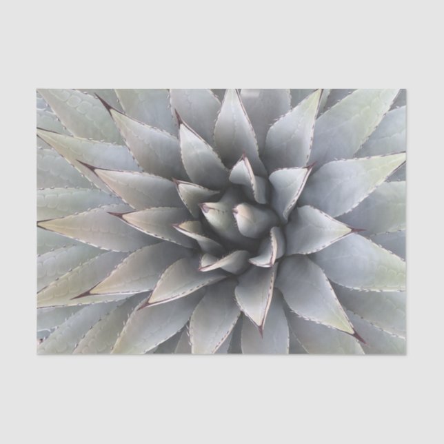 Papel De Seda Agave Succult Plant Cactus Green Sage (Frente )