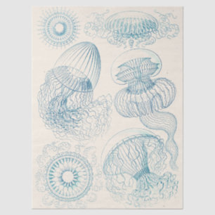 Papel De Seda Água-viva de Ernst Haeckel Arte Científico Antigo