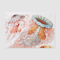 Água-viva, Desconto de Ernst Haeckel