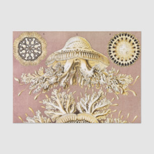Papel De Seda Água-viva, Discomedusae por Ernst Haeckel