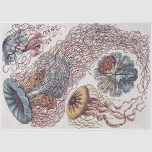 Papel De Seda Água-viva marinha - Desordem Ernst Haeckel (Frente )
