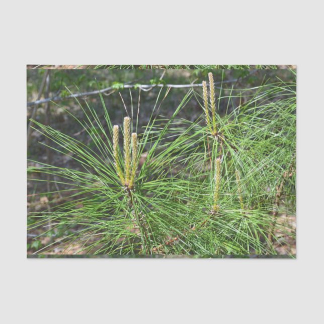 Papel De Seda Agulhas de pinheiro por Kenneth Yoncich (Frente )