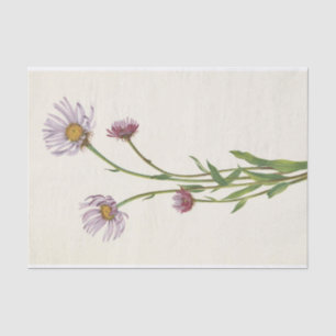 Papel De Seda Alaska Fleabane, por Mary Vaux Walcott