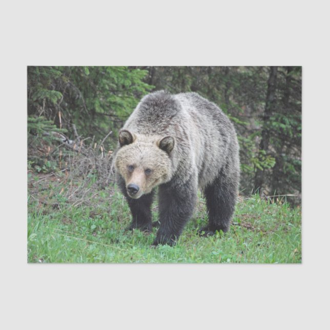 Papel De Seda Alaska Grizzly Bear Wildlife Photo (Frente )