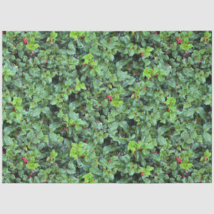 Papel De Seda Alegre Natal Verde Folha de Azevinho