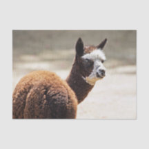 Alpaca Brown and White Animal Photo