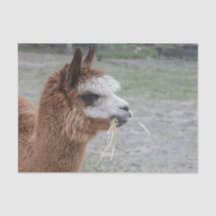Alpaca Eating Hay Animal Photo
