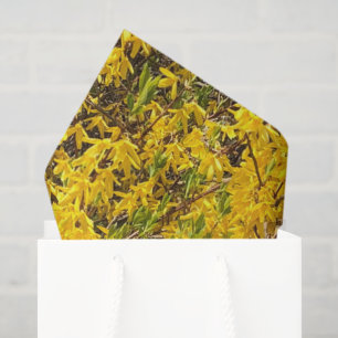 Papel De Seda Amarelo Feliz Blossomo Primavera da Natureza Pacíf