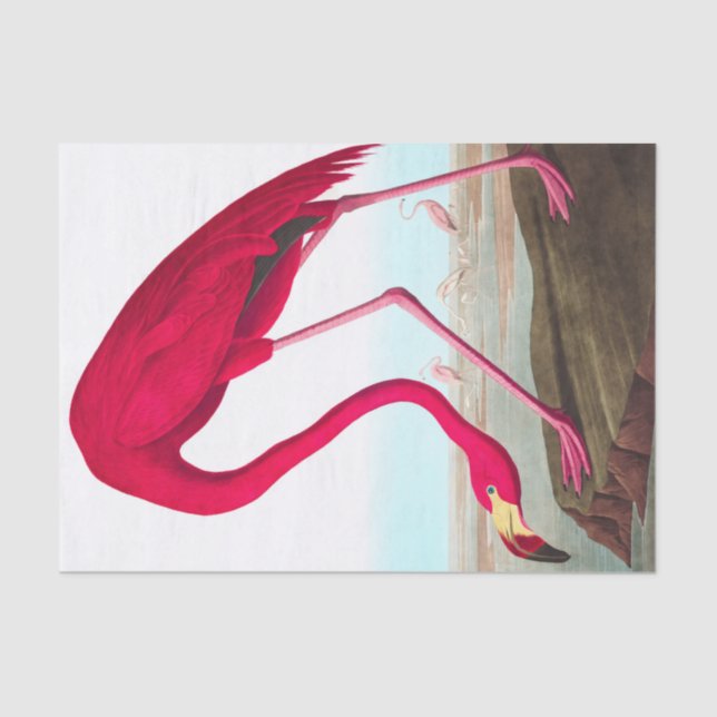 Papel De Seda American Flamingo, por John James Audubon (Frente )