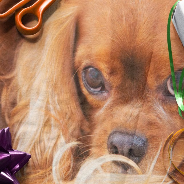 Papel De Seda Amigo Doce Cavalier King Charles (Criador carregado)