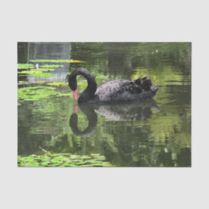 Papel De Seda Amor da cisne