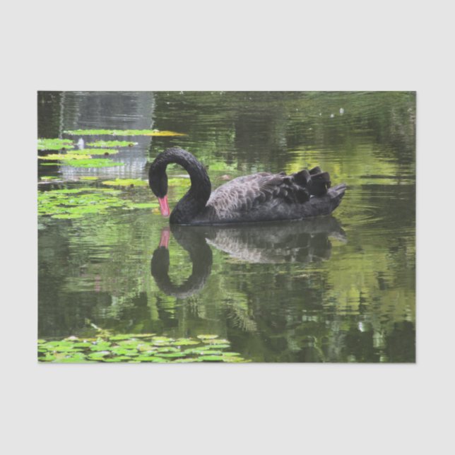 Papel De Seda Amor da cisne (Frente )