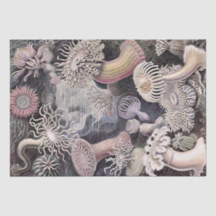 Papel De Seda Anêmonas submarinas de Ernst Haeckel