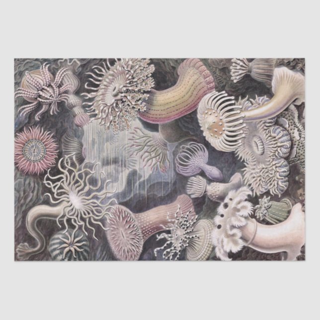 Papel De Seda Anêmonas submarinas de Ernst Haeckel (Frente )
