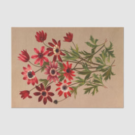 Papel De Seda Anemone Stellata Varr (Anemone Hortensis Varr)