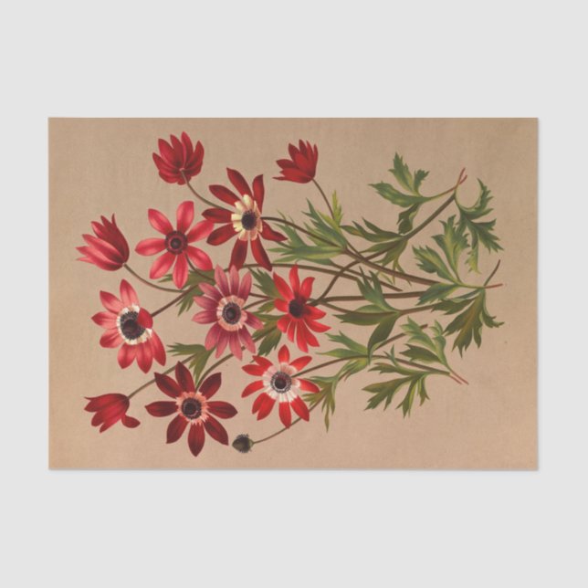 Papel De Seda Anemone Stellata Varr (Anemone Hortensis Varr) (Frente )