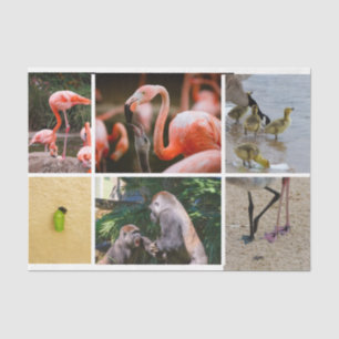 Papel De Seda Animais de Parentalidade Bonitos Palcos de Vida Ad