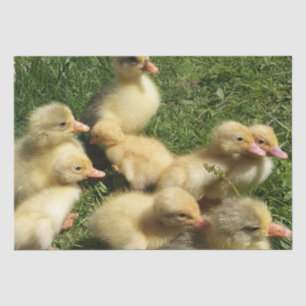 Papel De Seda animais jovens bonitos da fazenda