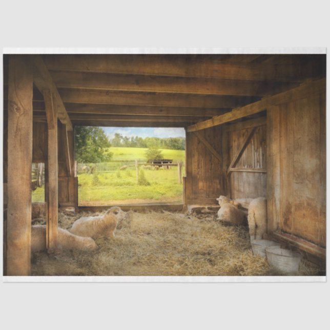 Papel De Seda Animais - Ovinos - Ovinos Contadores (Frente )