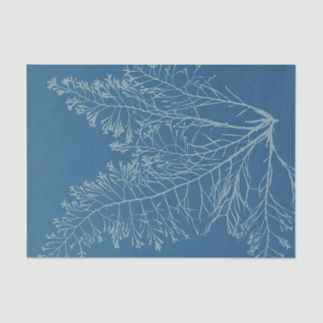 Papel De Seda Anna Atkins Botanical Study (Frente )