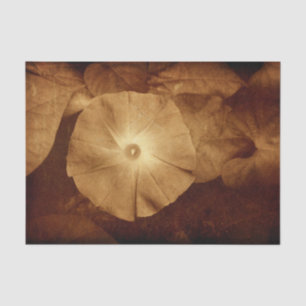 Papel De Seda Antigo Floral Sepia Vintage Flor de Ipoméia