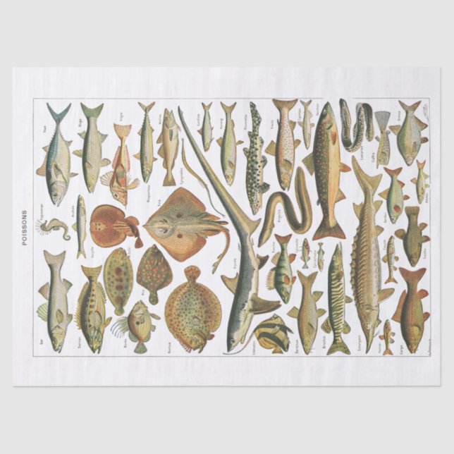 Papel De Seda Antiguidade do artesanato de gráfico de peixe (Frente )