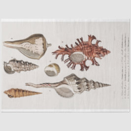 Papel De Seda aquarela litoral