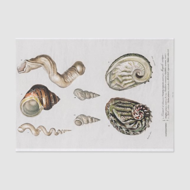 Papel De Seda aquarelas da costa (Frente )