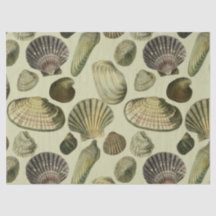 arte da concha do mar vintage