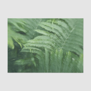 Papel De Seda Arte de Folhas de Samambaia Botânica Verde