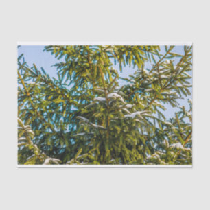 Papel De Seda Árvore De Natal Verde Na Neve