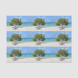 Papel De Seda Árvore de solo de Divi Divi em Aruba