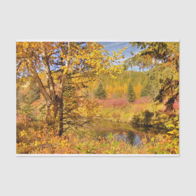 Papel De Seda Árvore de vidoeiro do outono (Frente )