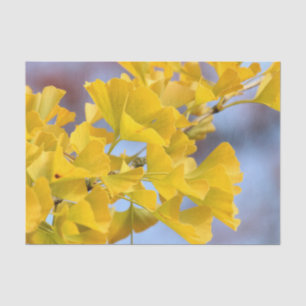 Papel De Seda Árvore Ginkgo de Folhas Amarelas