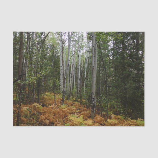 Papel De Seda Árvores Brancas e Fall Ferns na Montanha Rochosa (Frente )