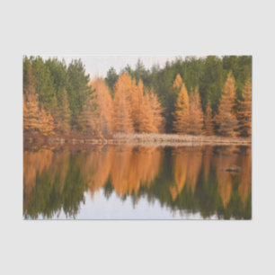 Papel De Seda Árvores de Outono Lago Colorido Laranja Tema Outon