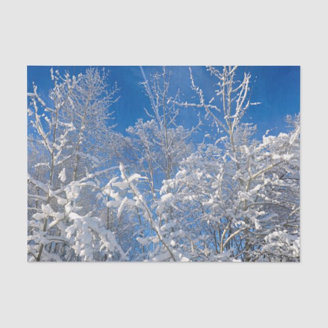 Papel De Seda Árvores Inverno Neve Coberta Cena Céu Azul (Frente )