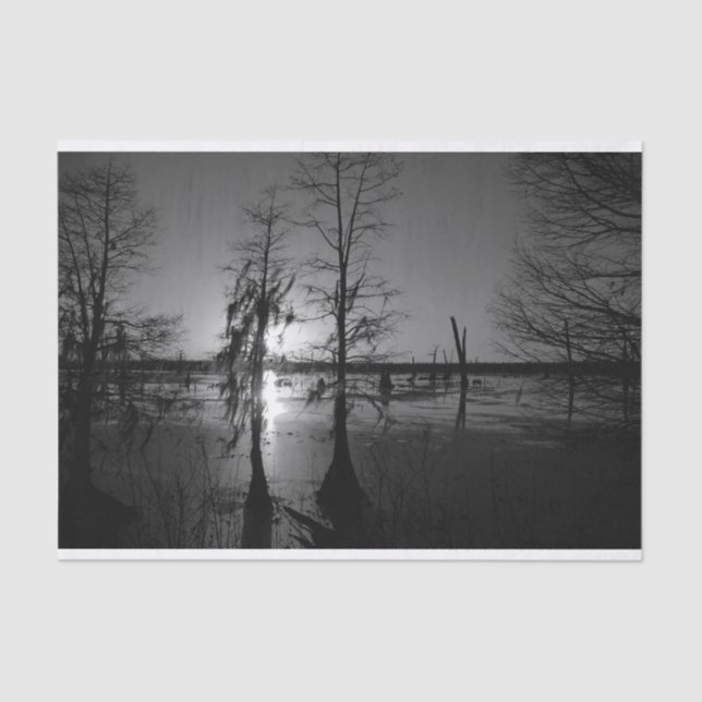 Papel De Seda Árvores & pântano do por do sol | Cypress da (Frente )