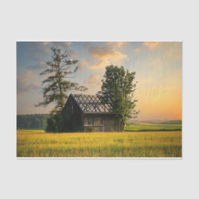 Papel De Seda Árvores protegendo um celeiro meio-acabado (Frente )