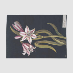 Papel De Seda Asfodilo Lily por Mary Delany